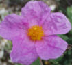 Rock Rose::Cistus creticus