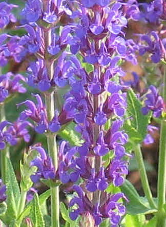Sage::Salvia fruticosa & Salvia officinalis